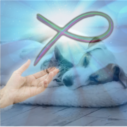 🎣 [PET HEALING SESSION]  30 MINUTES
